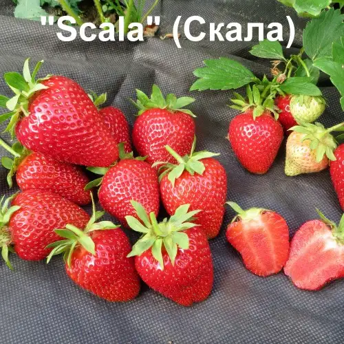 Клубника Scala (Скала) фото 4
