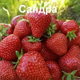 Клубника Sandra (Сандра)