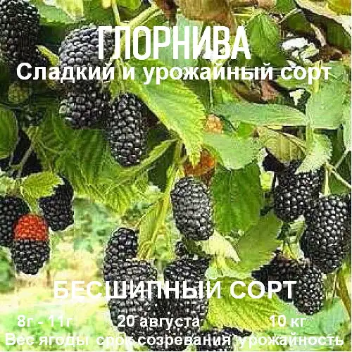 Ежевика «Glorniwa» (Глорнива — Глория) фото 2