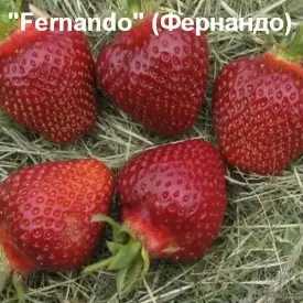 Клубника Fernando ( Фернандо)