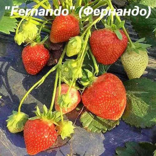 Клубника Fernando ( Фернандо) фото 2