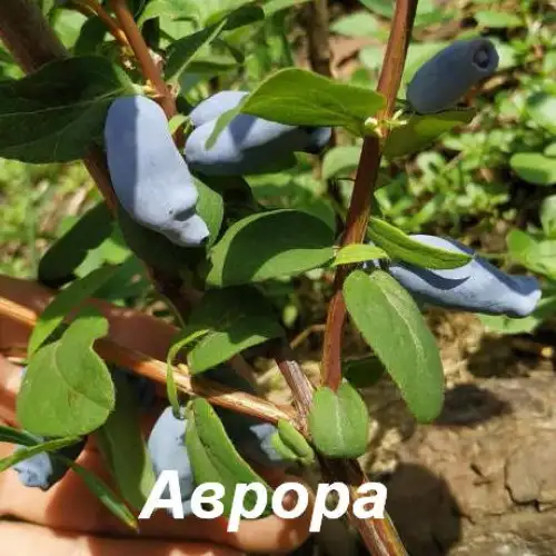 Жимолость «Aurora» (Аврора) фото 3
