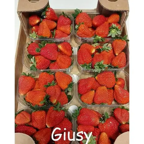 Клубника Giusy (Джуси) фото 2