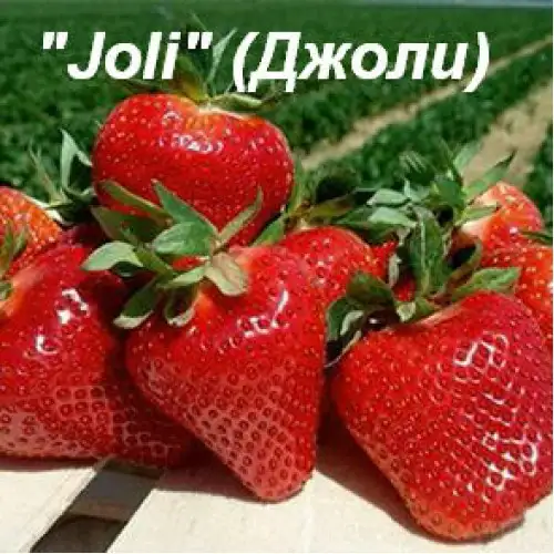 Клубника Joly (Джоли) фото 3