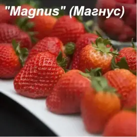 Клубника Magnus (Магнус)