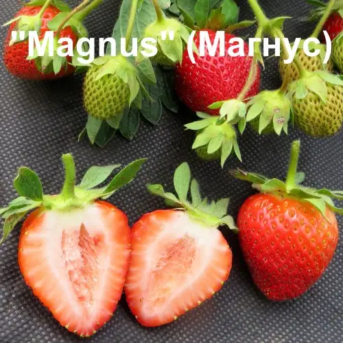 Клубника Magnus (Магнус) фото 4
