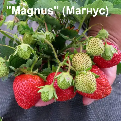 Клубника Magnus (Магнус) фото 2