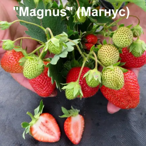 Клубника Magnus (Магнус) фото 3