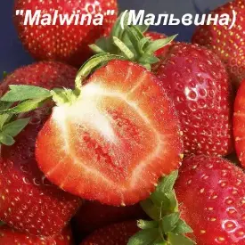 Клубника «Malwina» (Мальвина)
