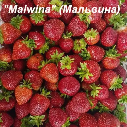 Клубника «Malwina» (Мальвина) фото 3
