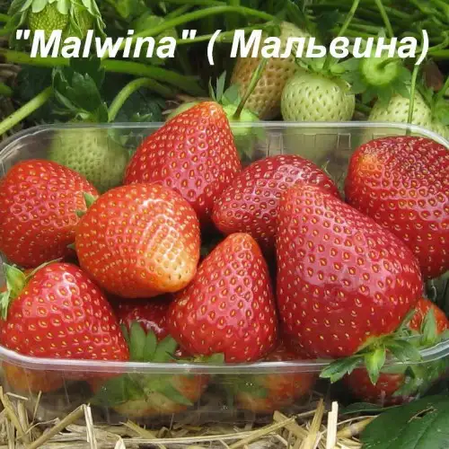 Клубника «Malwina» (Мальвина) фото 2