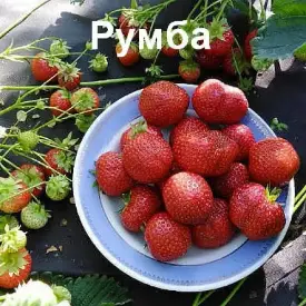 Клубника «Rumba» (Румба)