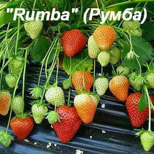 Клубника «Rumba» (Румба) фото 2