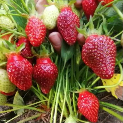 Земклуника «Купчиха улучшенная» фото 3