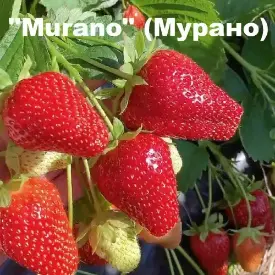Клубника «Murano» (Мурано)