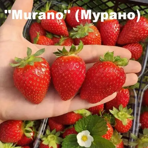 Клубника «Murano» (Мурано) фото 2