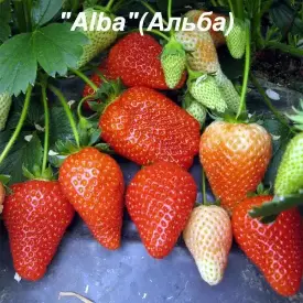 Клубника «Alba» (Альба)