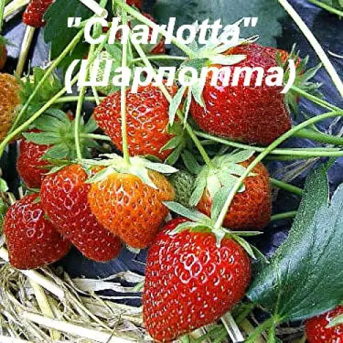 Клубника Charlotte (Шарлотта) фото 2