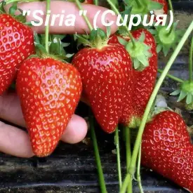 Клубника «Siria» (Сирия)