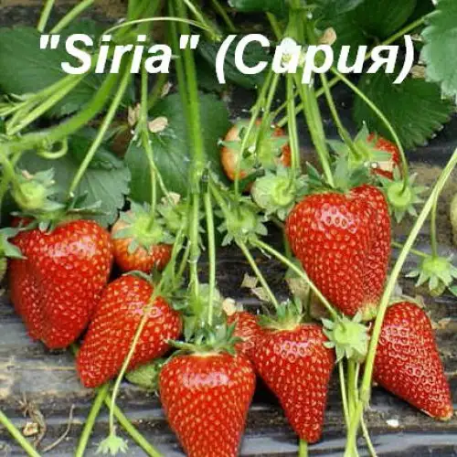 Клубника «Siria» (Сирия) фото 2