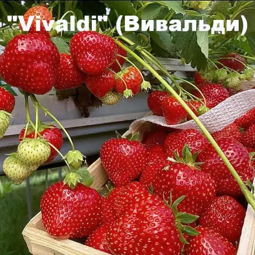 Клубника Vivaldi (Вивальди) фото 2