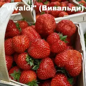 Клубника Vivaldi (Вивальди)