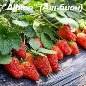 Клубника Albion (Альбион)