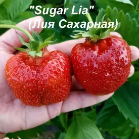 Клубника «Lia» (Лия)