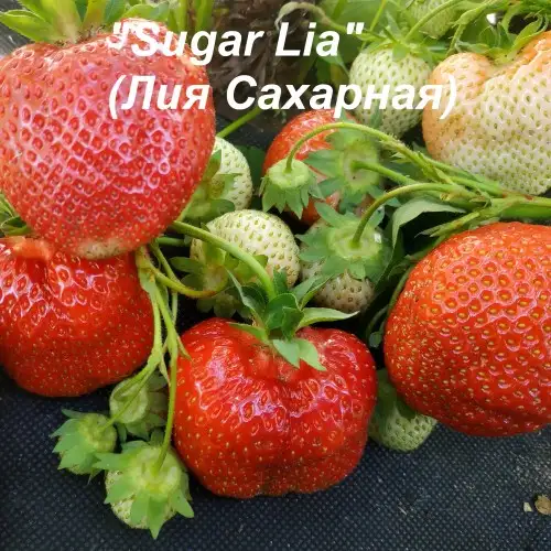 Клубника «Lia» (Лия) фото 3