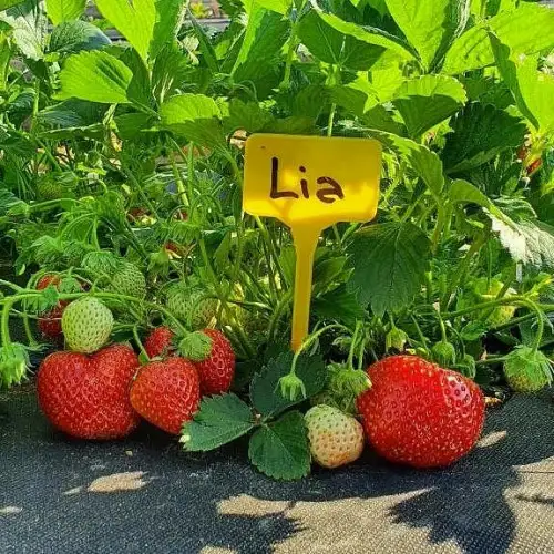 Клубника «Lia» (Лия) фото 2