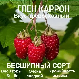 Малина «Glen Carron» (Глен Каррон)