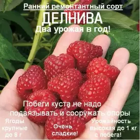 Малина «Delniva» (Делнива)
