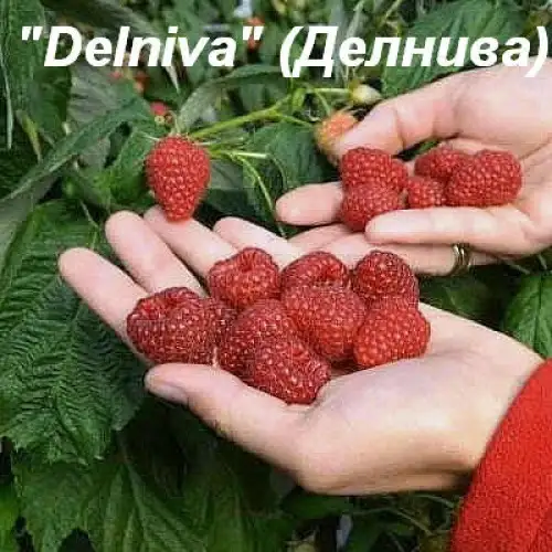 Малина «Delniva» (Делнива) фото 2
