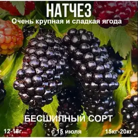 Ежевика «Natchez» (Натчез)