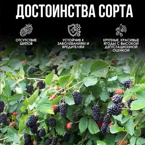 Ежевика «Natchez» (Натчез) фото 3
