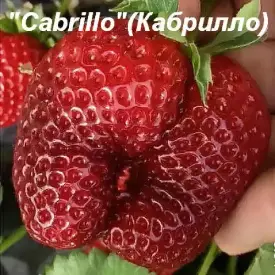 Клубника «Cabrillo»