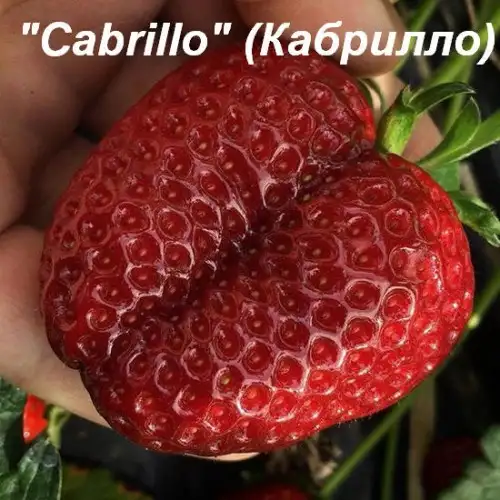 Клубника «Cabrillo» фото 2