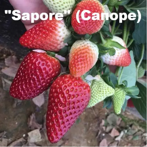 Клубника «Sapore» (Сапоре) фото 3