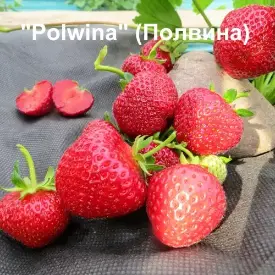 Клубника Polwina (Полвина)