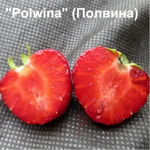 Клубника Polwina (Полвина) фото 3