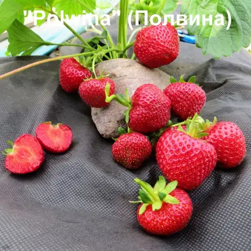 Клубника Polwina (Полвина) фото 2