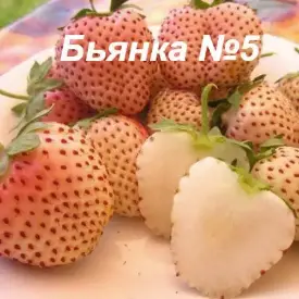 Клубника Bianka Fragola N5 (Бьянка Ф №5)