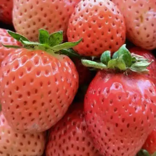 Клубника Bianka Fragola N5 (Бьянка Ф №5) фото 2