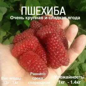 Малина «Przehyba» (Пшехиба)