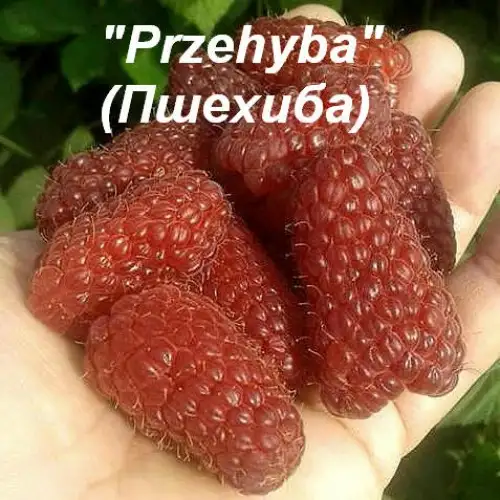 Малина «Przehyba» (Пшехиба) фото 4