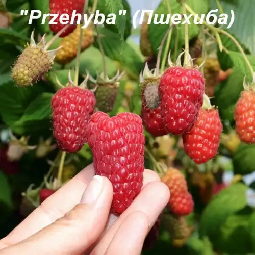 Малина «Przehyba» (Пшехиба) фото 2