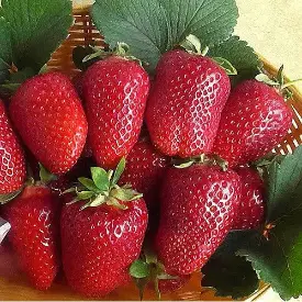Клубника Pircinque (Пирчинкью)