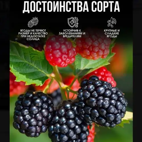 Ежевика «Triple Crown» (Трипл Краун) фото 3