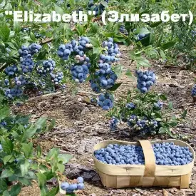 Голубика Элизабет