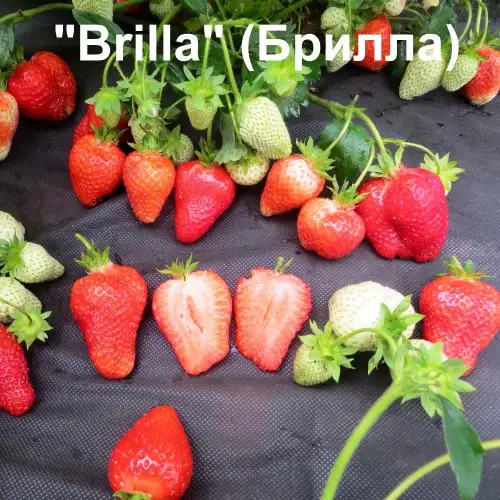 Клубника «Brilla» (Брилла) фото 2